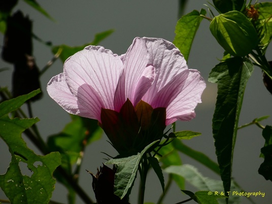 {Hibiscus laevis}